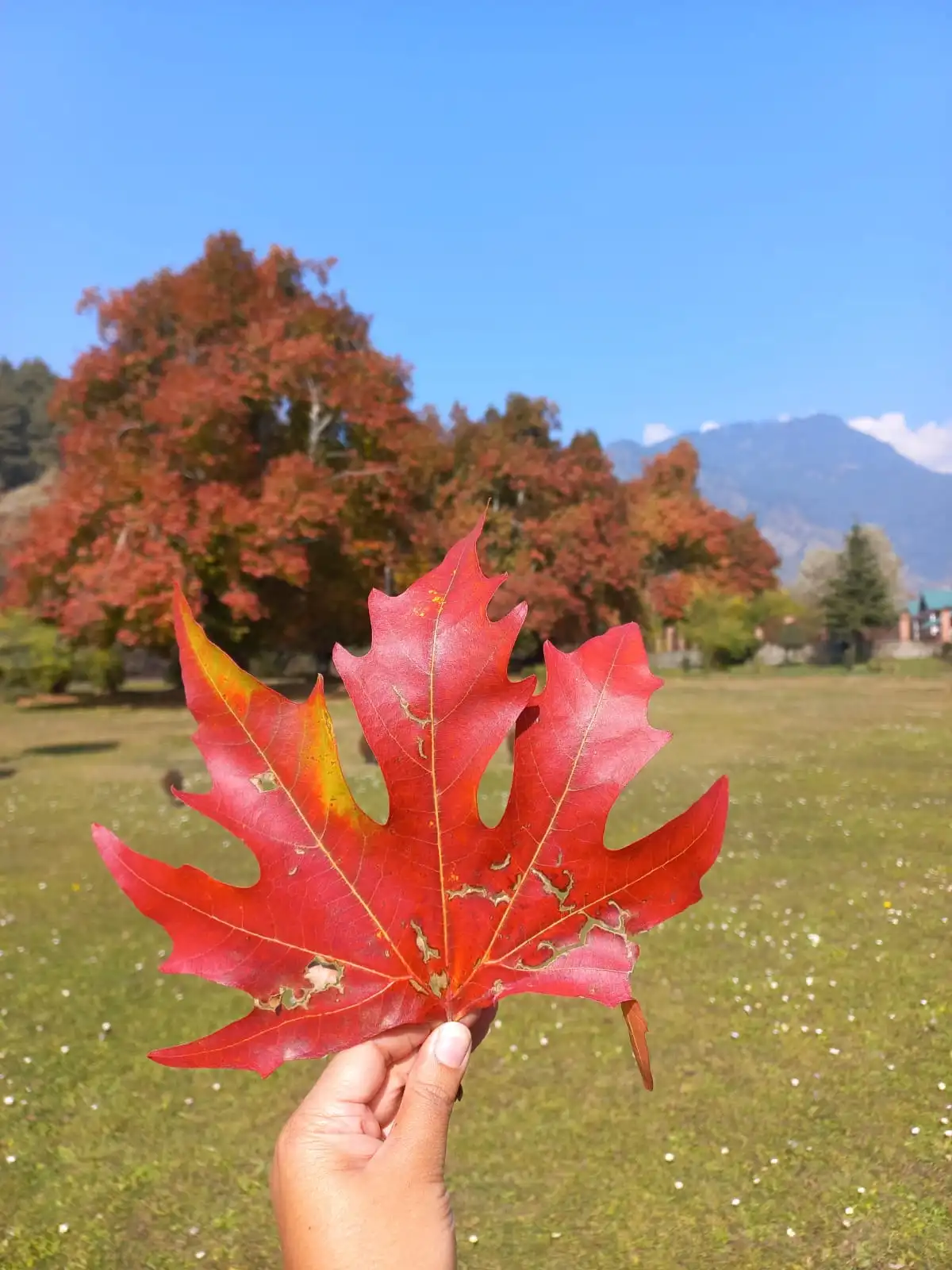 chinar_img.webp